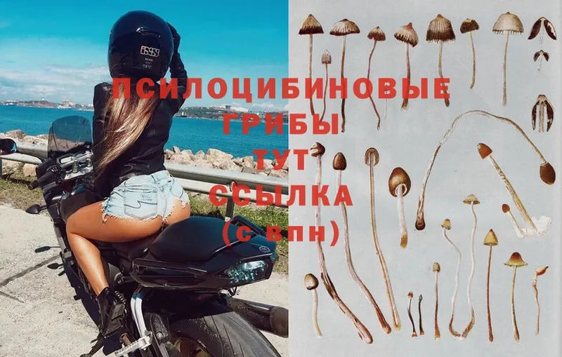 Галлюциногенные грибы Magic Shrooms  Краснообск 